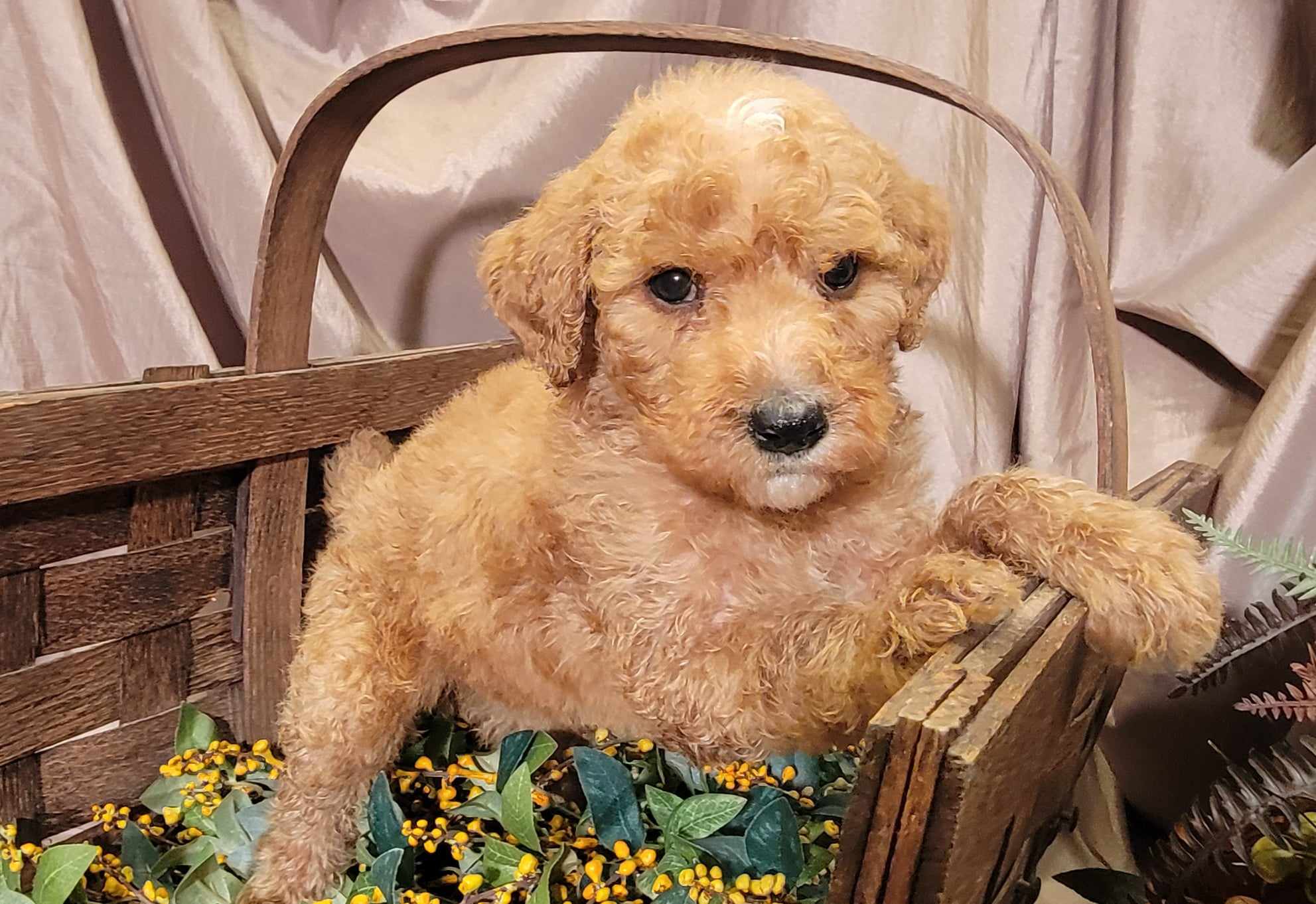 puppy, for, sale, Goldendoodle Mini F1B, Lana  Arnall, dog, breeder, Hartville, MO, dog-breeder, puppy-for-sale, forsale, nearby, find, puppyfind, locator, puppylocator, aca